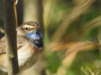 lat bluethroat 2.jpg