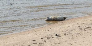 grey seal.jpg