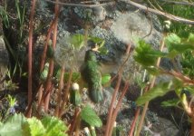 hummingbird in the dandelion.jpg