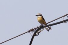 Bull-Headed Shrike.jpg