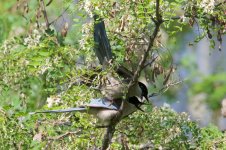 Azure-Winged Magpie.jpg