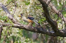 Chinese Grosbeak.jpg