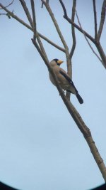 Chinese Grosbeak.jpg