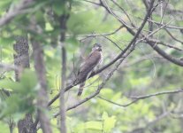 Northern Hawk Cuckoo.jpg