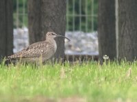 Whimbrel.jpg