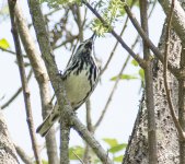 Blackpoll?_5837.jpg