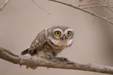 small ranthambore spotted owlet3.jpg