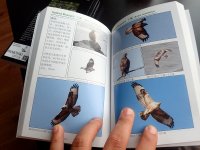 Birds of Dalian V2 (7).JPG