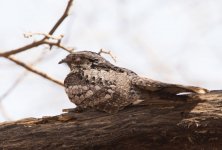 small ranthambore jungle nightjar2.jpg