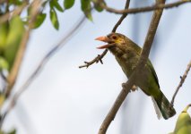 small trident - brown-headed barbet.jpg