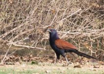 small trident - southern coucal3.jpg