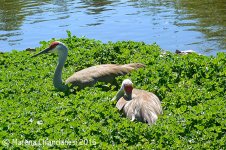 cranes800.jpg