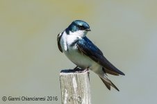 tree-swallow800.jpg