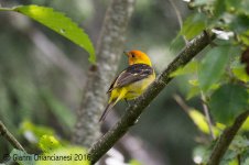 tanager800.jpg