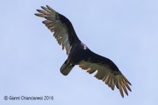 turk-vulture-800.jpg