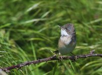 Whitethroat Male.jpg