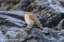 thrush800.jpg