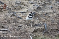 killdeer800.jpg