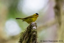 wilsons-warbler800.jpg