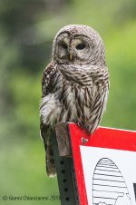 barred-owl-800.jpg
