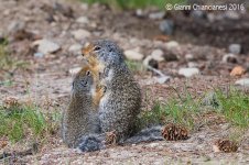 ground-squirrel-hug800.jpg