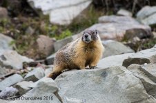 yell-belly-marmot800.jpg