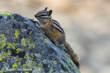 chipmunk800.jpg