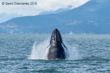 humpback-800.jpg