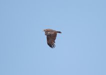 1E6A0219_Steppe Eagle.JPG