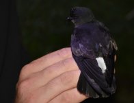 Storm Petrel_Girdle Ness_040816b.jpg