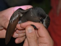 Storm Petrel_Girdle Ness_040816c.jpg