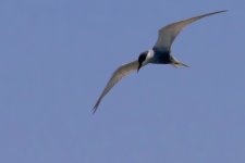 Whiskered Tern.jpg