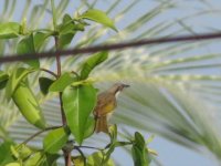 Silver-eared Honeyeater.JPG