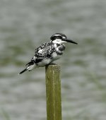 pied kingfisher HKWP D5 200-500mm 1.7x_DSC0069.jpg