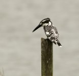 pied kingfisher HKWP D5 200-500mm 1.7x_DSC9914.jpg