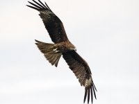 black kite lamma HK D5 200-500mm 1.7x_DSC9427.jpg