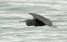 reef egret pier lamma HK D5 200-500mm 1.7x_DSC9384.jpg