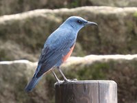 IMG_7402 Blue Rock Thrush @ Hiroshima.JPG