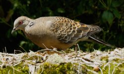 IMG_7355 Oriental Turtle Dove @ Hiroshima.JPG