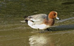 IMG_7452 Wigeon @ Hiroshima.JPG