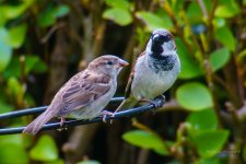 House sparrow 1 and 2.jpg