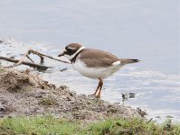 tmp_32652-Ringed_Plover_5244-012080775966.jpg