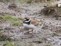 tmp_32652-Ringed_Plover_5239-01916773687.jpg