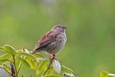 Dunnock.jpg