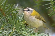 Firecrest.jpg