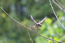 Brown Shrike.jpg