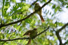 Brown Shrike (juv.).jpg