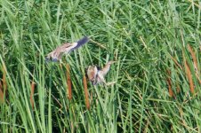 Yellow Bittern.jpg