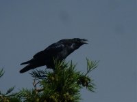 Raven in MPC.jpg