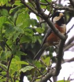 IMG_7671 Varied Tit @ Nishinoshima.jpg